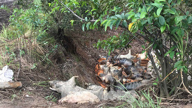 Ớn lạnh hình ảnh lợn chết vì dịch tả vứt la liệt trong rừng tràm ở Sài Gòn - Ảnh 4.