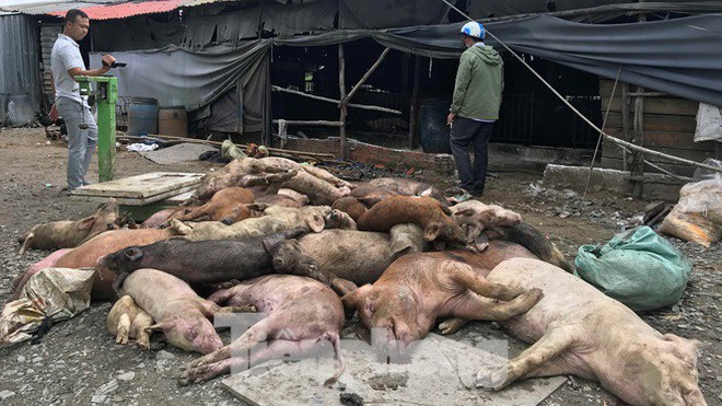 Ớn lạnh hình ảnh lợn chết vì dịch tả vứt la liệt trong rừng tràm ở Sài Gòn - Ảnh 5.
