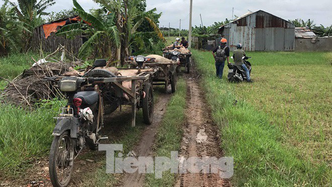 Ớn lạnh hình ảnh lợn chết vì dịch tả vứt la liệt trong rừng tràm ở Sài Gòn - Ảnh 6.