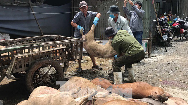 Ớn lạnh hình ảnh lợn chết vì dịch tả vứt la liệt trong rừng tràm ở Sài Gòn - Ảnh 8.