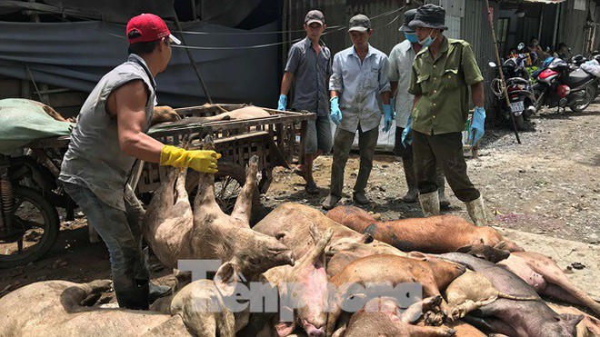 Ớn lạnh hình ảnh lợn chết vì dịch tả vứt la liệt trong rừng tràm ở Sài Gòn - Ảnh 9.