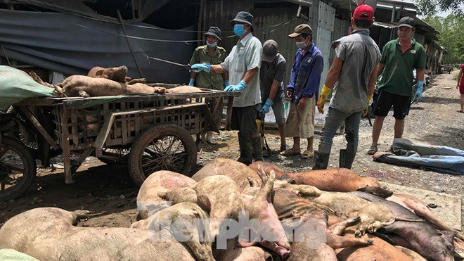 Ớn lạnh hình ảnh lợn chết vì dịch tả vứt la liệt trong rừng tràm ở Sài Gòn - Ảnh 10.