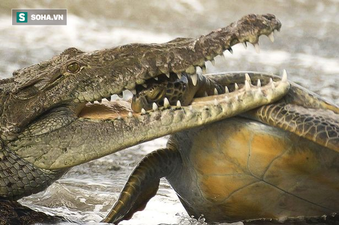 Bị cá sấu tấn công ngay trên bờ biển, rùa sẽ làm gì để có thể thoát thân? - Ảnh 1.