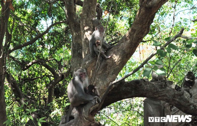 Ảnh: Hàng trăm con khỉ kéo về chùa Linh Ứng ‘xin ăn’ gây phiền toái - Ảnh 2.