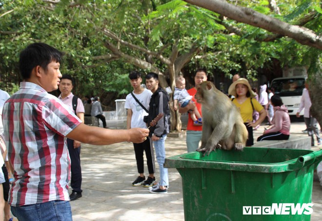 Ảnh: Hàng trăm con khỉ kéo về chùa Linh Ứng ‘xin ăn’ gây phiền toái - Ảnh 3.