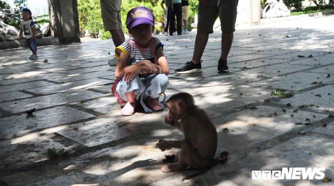 Ảnh: Hàng trăm con khỉ kéo về chùa Linh Ứng ‘xin ăn’ gây phiền toái - Ảnh 4.