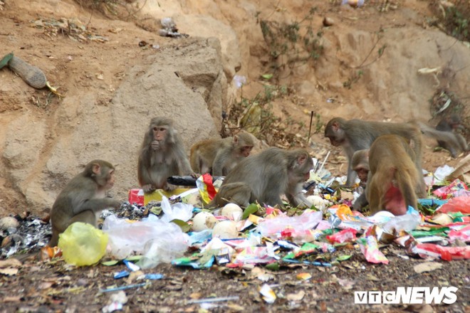 Ảnh: Hàng trăm con khỉ kéo về chùa Linh Ứng ‘xin ăn’ gây phiền toái - Ảnh 6.