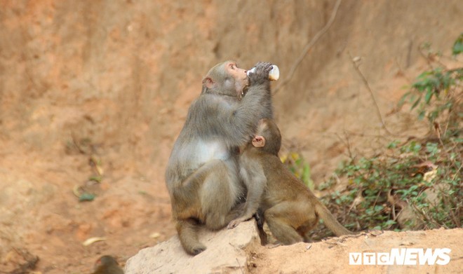 Ảnh: Hàng trăm con khỉ kéo về chùa Linh Ứng ‘xin ăn’ gây phiền toái - Ảnh 7.