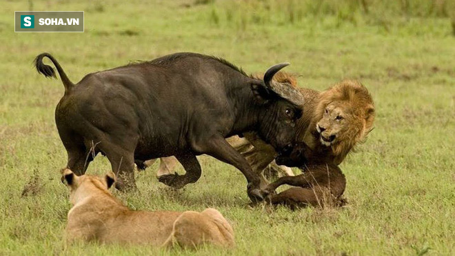 Bị bao vây tứ phía, trâu mẹ dũng mãnh bảo vệ con non khiến sư tử khiếp vía - Ảnh 1.