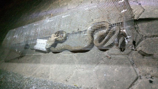 Dân phản ánh rắn hổ mang phi thân ra mổ người đi xe máy tại khu chung cư ở Hà Đông - Ảnh 6.