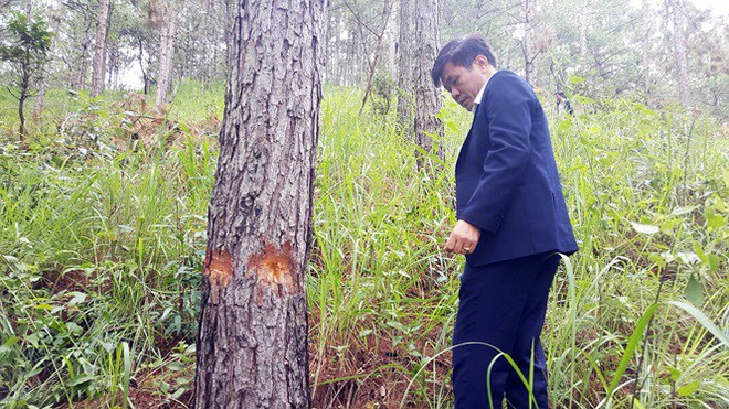 Choáng với chiêu đầu độc 76 cây thông trong dự án du lịch để chiếm đất - Ảnh 3.