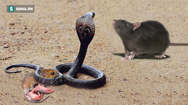 Khó tin: Tưởng đóng vai con mồi, ngờ đâu chuột bạch giết luôn cả rắn hổ mang - Ảnh 1.