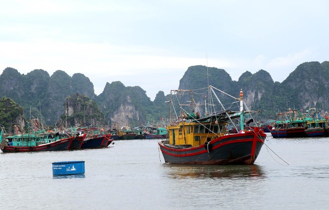 Bão số 3: Móng Cái - Quảng Ninh đang mưa rất to, cây cối bật gốc, đổ rạp trên đường - Ảnh 11.