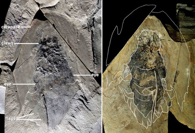 Quái vật 506 triệu tuổi trong mỏ đá y hệt… tàu vũ trụ - Ảnh 1.