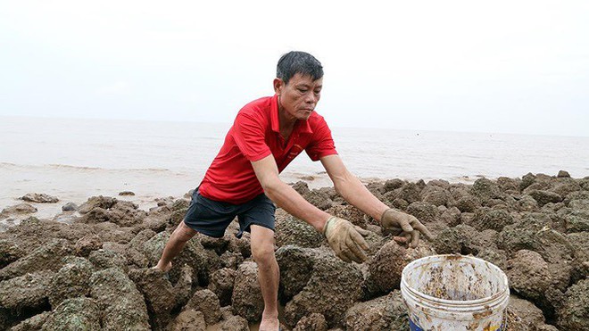 Bão sầm sập ngoài khơi, ngư dân tranh thủ nhặt hải sản trên bờ - Ảnh 4.