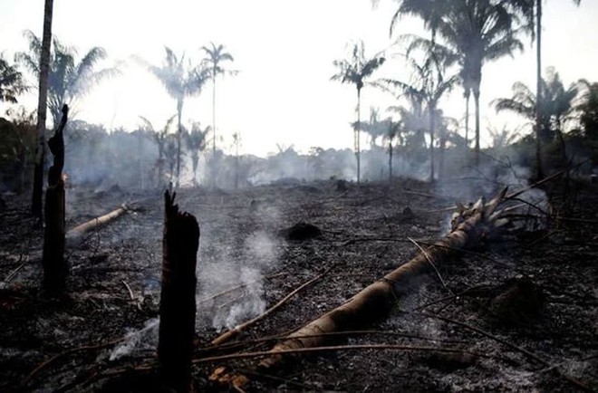 Những hình ảnh đau đớn vì cháy rừng Amazon - Ảnh 5.