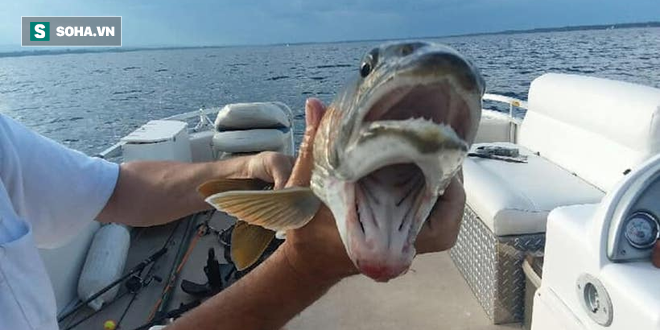 Phát hiện con cá kỳ lạ có 2 miệng xuất hiện tại hồ được đồn có thủy quái Champ - Ảnh 1.
