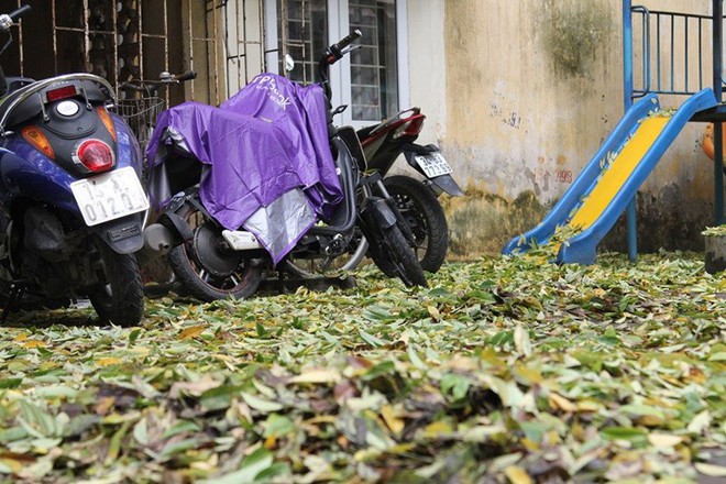 Hàng cây sưa quý ở Hà Nội bất ngờ rụng lá sau khi từ chối bán - Ảnh 11.