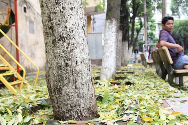 Hàng cây sưa quý ở Hà Nội bất ngờ rụng lá sau khi từ chối bán - Ảnh 4.