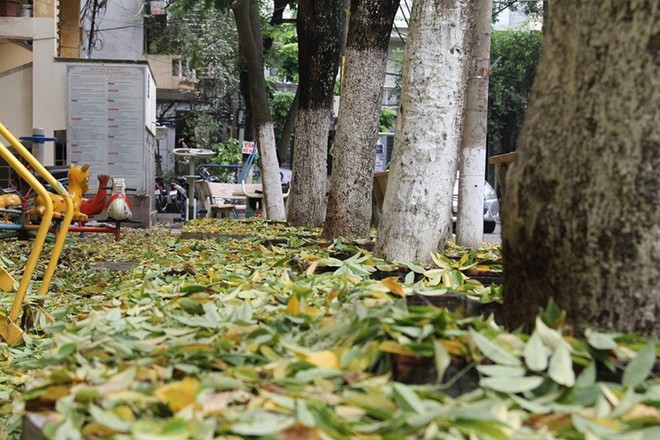 Hàng cây sưa quý ở Hà Nội bất ngờ rụng lá sau khi từ chối bán - Ảnh 9.