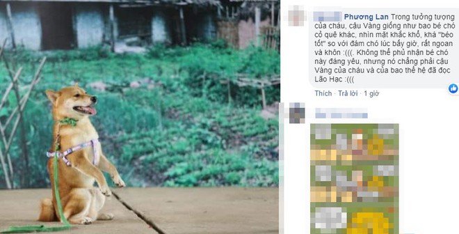 Chú chó gốc Nhật trúng vai Cậu Vàng khiến dân mạng gay gắt: Việt Nam đâu thiếu chó khôn? - Ảnh 2.