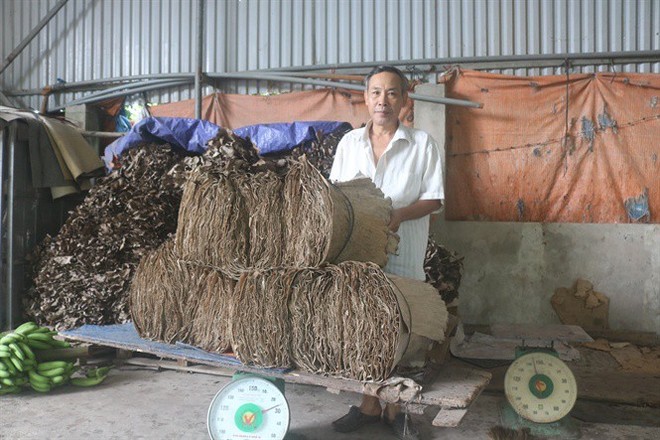 Tận thu lá chuối, lá dong thu nhập khá - Ảnh 1.