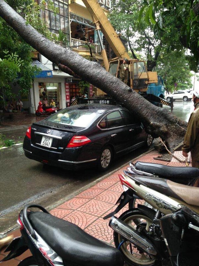 Hà Nội mưa lớn, hình ảnh cây đổ được cập nhật liên tục trên MXH: Nhiều ô tô bị đè trúng - Ảnh 6.