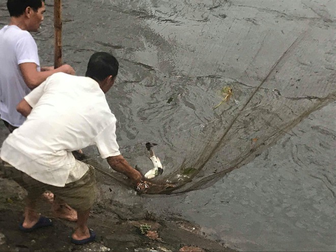 Hà Nội: Người dân mang vó ra sông Kim Ngưu bắt cả tạ cá sau mưa lớn - Ảnh 4.