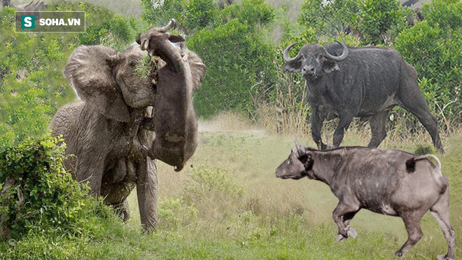 Cục súc đá lên đầu trâu rừng, phản ứng của nạn nhân khiến voi hốt hoảng bỏ chạy - Ảnh 1.