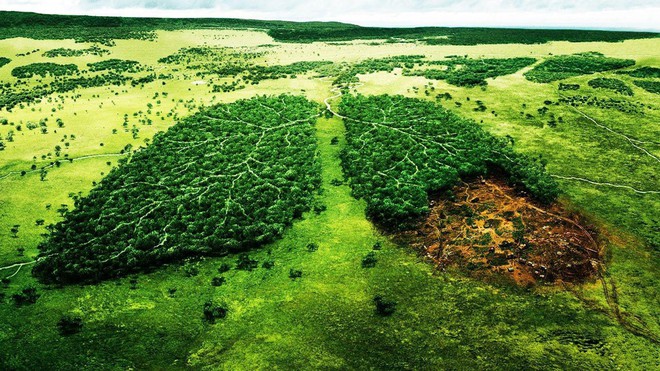 Rừng Amazon cháy thảm khốc, oxy của Trái Đất đang cạn kiệt: Quan niệm này hoàn toàn sai lầm - Vì sao? - Ảnh 1.