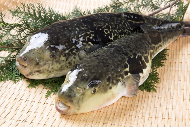 7,5 triệu đồng/100g thịt, ai mà ngờ loại cá vừa xấu xí vừa cực độc này lại đáng giá ở Nhật Bản đến thế - Ảnh 2.