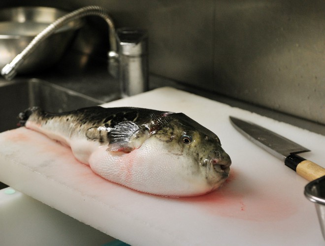 7,5 triệu đồng/100g thịt, ai mà ngờ loại cá vừa xấu xí vừa cực độc này lại đáng giá ở Nhật Bản đến thế - Ảnh 4.