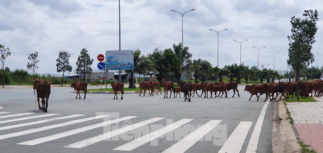 Cỏ mọc um tùm, bò dạo chơi tại Khu công nghệ cao TPHCM đang dính sai phạm - Ảnh 6.