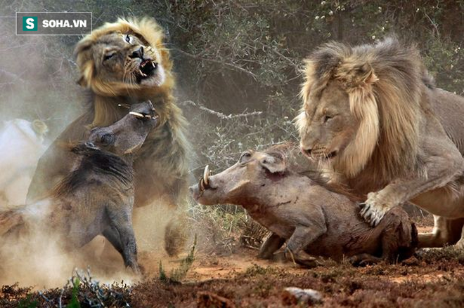 Hai sư tử đực hì hục đào đất và trận chiến tung bụi mù mịt với bóng đen lao ra - Ảnh 1.