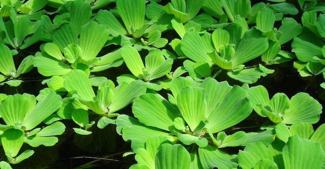 Loại rau người Việt d&ugrave;ng nấu c&aacute;m lợn: Chuy&ecirc;n gia chỉ t&aacute;c dụng chữa bệnh ai cũng ngớ người - Ảnh 1.