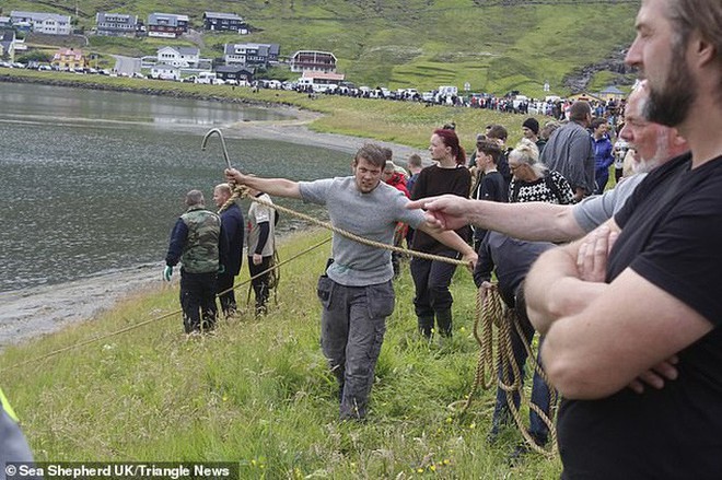 Hàng chục cá voi bị giết, máu nhuộm đỏ nước quần đảo Faroe - Ảnh 2.