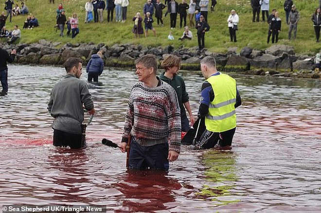 Hàng chục cá voi bị giết, máu nhuộm đỏ nước quần đảo Faroe - Ảnh 4.