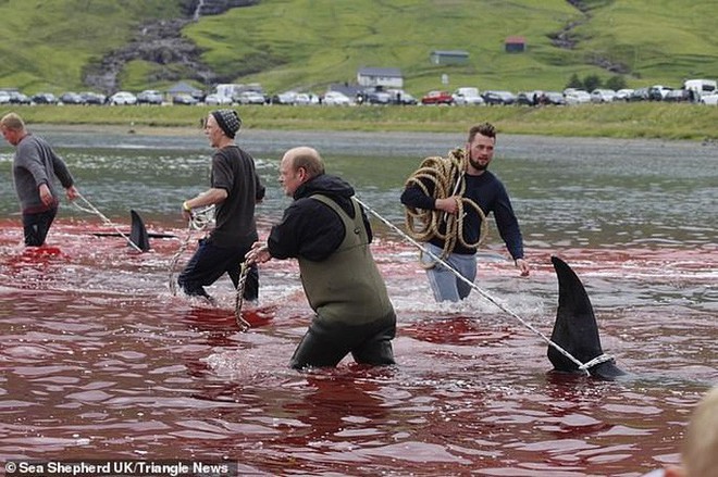 Hàng chục cá voi bị giết, máu nhuộm đỏ nước quần đảo Faroe - Ảnh 5.