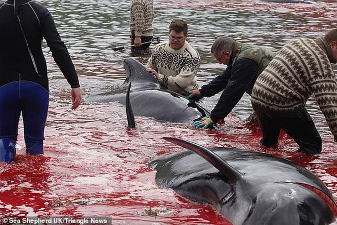 Hàng chục cá voi bị giết, máu nhuộm đỏ nước quần đảo Faroe - Ảnh 9.