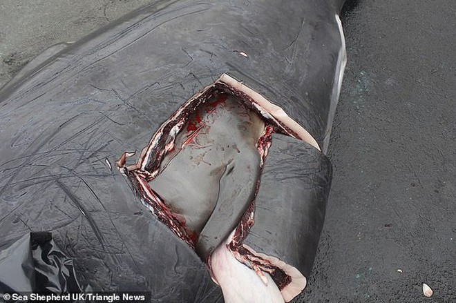 Hàng chục cá voi bị giết, máu nhuộm đỏ nước quần đảo Faroe - Ảnh 10.