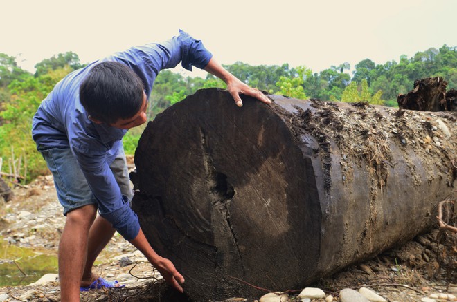 Người đi mò ốc được cả cây gỗ quý trăm tuổi mệt mỏi vì bị lập biên bản, chờ phương án xử lý - Ảnh 2.