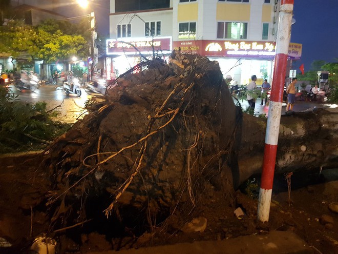 Cây bật gốc đè chết người trong cơn giông ở Hà Nội: Phải giám sát chặt việc trồng, chăm sóc - Ảnh 2.