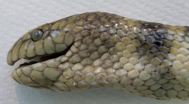 Thế giới tự nhiên thật kỳ lạ: Loài rắn nước này đã tiến hóa để thở được dưới nước thông qua “mang” trên đỉnh đầu - Ảnh 1.
