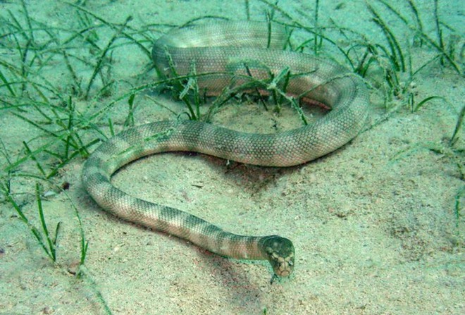 Thế giới tự nhiên thật kỳ lạ: Loài rắn nước này đã tiến hóa để thở được dưới nước thông qua “mang” trên đỉnh đầu - Ảnh 2.