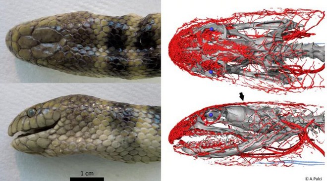 Thế giới tự nhiên thật kỳ lạ: Loài rắn nước này đã tiến hóa để thở được dưới nước thông qua “mang” trên đỉnh đầu - Ảnh 3.