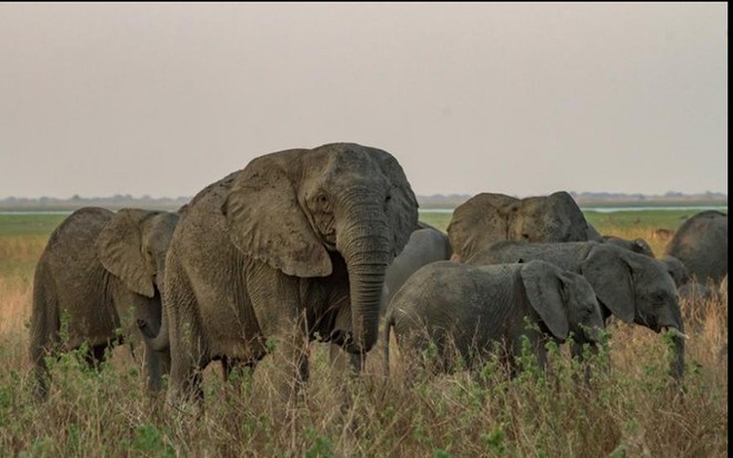 Bất ngờ với xu hướng tiến hóa mất ngà của loài voi trước nạn săn trộm - Ảnh 2.