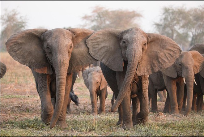 Bất ngờ với xu hướng tiến hóa mất ngà của loài voi trước nạn săn trộm - Ảnh 3.