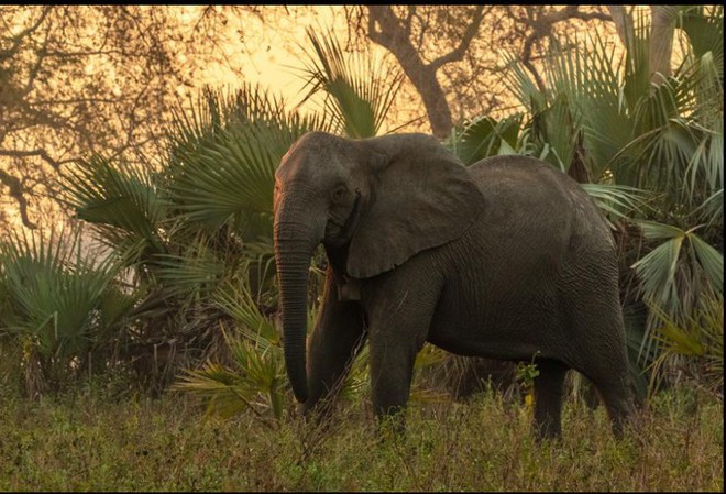 Bất ngờ với xu hướng tiến hóa mất ngà của loài voi trước nạn săn trộm - Ảnh 4.