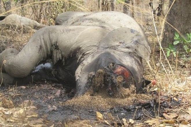 Bất ngờ với xu hướng tiến hóa mất ngà của loài voi trước nạn săn trộm - Ảnh 5.