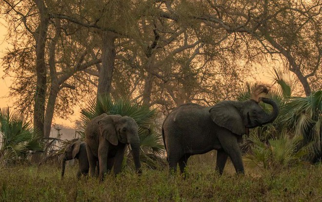 Bất ngờ với xu hướng tiến hóa mất ngà của loài voi trước nạn săn trộm - Ảnh 7.